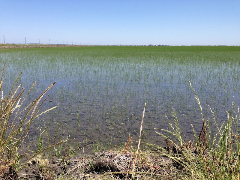 The field during the third week