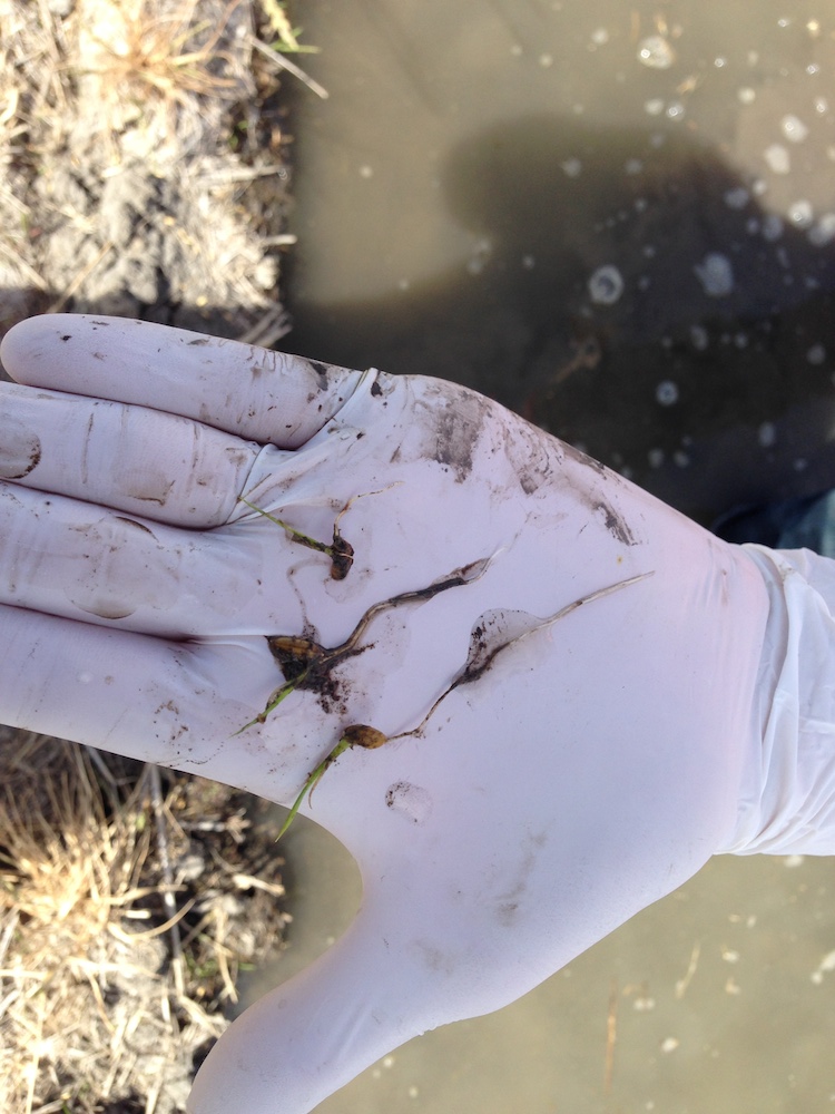 The rice seedlings in the second week